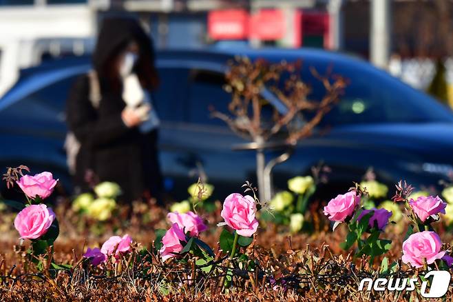 16일 오전 경북 포항시 북구 영일대장미원 일원에 설치된 모형 장미가 추운 날씨와 대조를 이루고 있다. 2024.1.16/뉴스1 ⓒ News1 최창호 기자