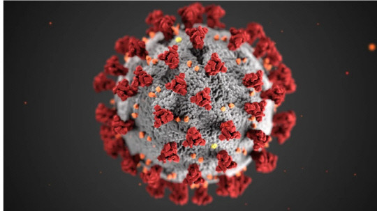 코로나19 바이러스.  이미지=미국 CDC