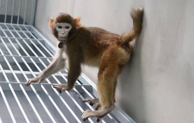태반 대체 기술을 통해 탄생한 체세포 복제 붉은털원숭이 ‘레트로’. 생후 17개월 때 찍은 사진이다. 네이처 커뮤니케이션스 제공