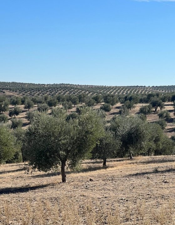 알알마는 스페인 중부 카스티야에서 철저한 유기농 공법으로 재배된다. 사진 염수연