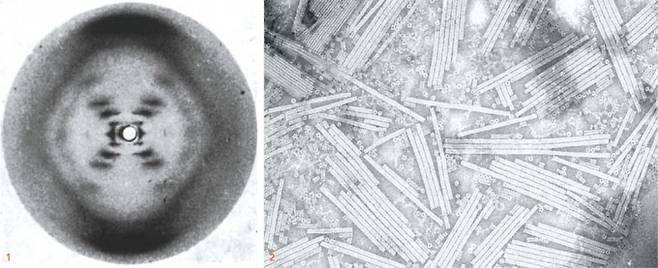 1. DNA의 구조를 밝히는 결정적 증거를 담고 있는 X선 회절 사진인 ‘51번 사진’. 로잘린드 프랭클린 밑에서 연구하던 대학원생 레이먼드 고슬링이 찍었다. 프랭클린 연구팀이 찍은 51번째 회절 사진이었다. 2 전자현미경으로 본 담배모자이크바이러스의 모습. 프랭클린은 DNA 구조 발견과 관련한 연구로 널리 알려졌지만 X선 회절 분석을 통해 흑연, RNA, 담배모자이크바이러스 등 다양한 화학물질의 구조를 발견하는 데에도 공헌했다. Raymond Gosling/King’s College London, Chb(W) 제공