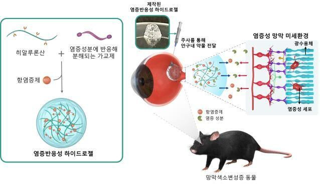 (왼쪽 초록색 박스) 염증에 반응하는 하이드로젤 안에 담긴 항염증제. (오른쪽) 염증 반응성 약물을 망막색소변성증 동물에 주사. 망막 내 염증 성분에 반응해 약물이 점진적으로 전달돼 광수용체 부근의 염증성 세포 증식을 억제, 망막변성 질환 진행을 늦출 수 있다. /한국과학기술연구원