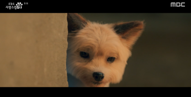 최근 연기견의 활약을 담아낸 대표적인 작품은 '오늘도 사랑스럽개'다. 이 작품은 키스를 하면 개로 변하는 저주에 걸린 여자와 그 저주를 풀 수 있는 유일한 치트키지만 개를 무서워하는 남자의 이야기를 그린다. MBC 캡처