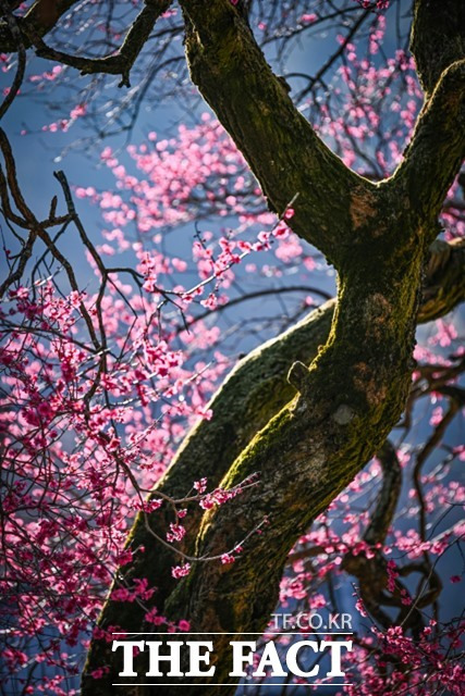 지리산 화엄사 홍매화./화엄사