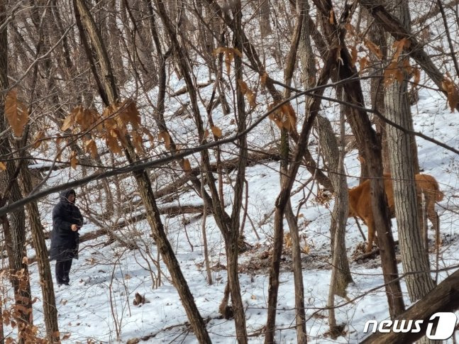 송아지 포획 장면. (옥천군 제공) /뉴스1