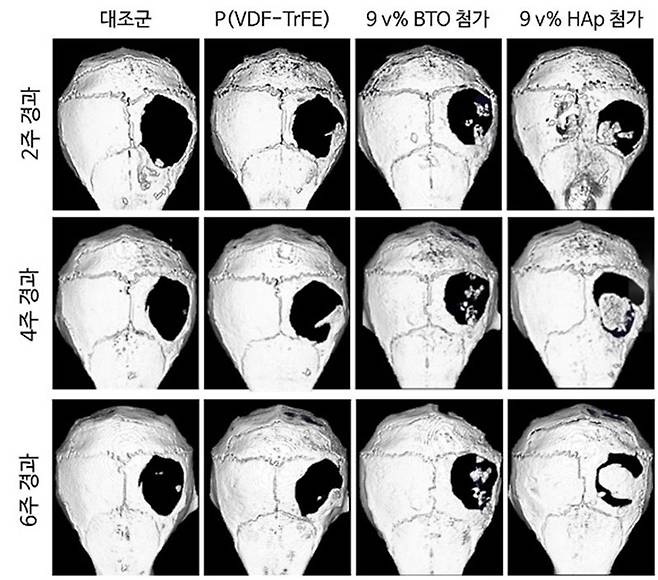 한국과학기술원(KAIST) 신소재공학과 홍승범 교수팀이 개발한 뼈 반창고를 구멍난 실험쥐 두개골에 붙인 뒤 6주간의 관찰결과 구멍난 두개골의 상당부분이 재생됐다. 뼈 반창고를 붙인 실험쥐 두개골 사진은 오른쪽 첫번째줄. KAIST 제공