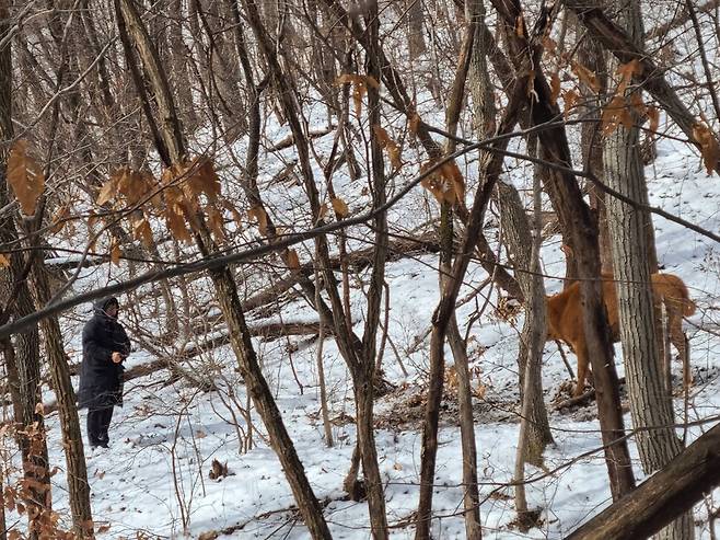 옥천군 산림보호팀 김선병 팀장이 지난 24일 거멍산에서 발견한 소를 유인하려 하고 있다. 옥천군 제공