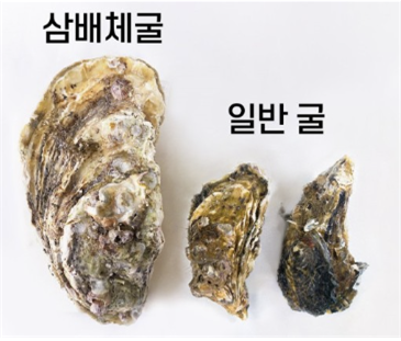삼배체 굴과 일반굴 비교 <네이버블로그 dabbuk>
