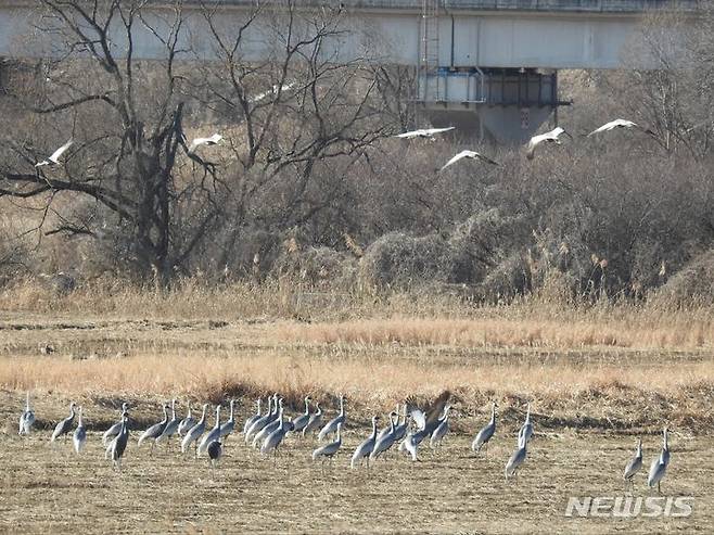 김해 퐈포천 재두루미 먹이 공급