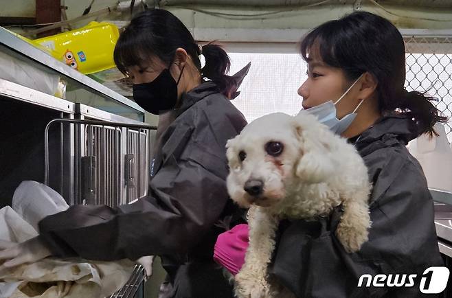 건국대학교 수의대 학생들이 21일 인천시수의사회 동물보호소에서 봉사활동을 하고 있다. ⓒ 뉴스1 최서윤 기자