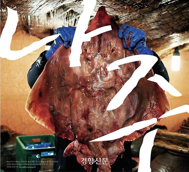 전남 나주 영산포 홍어거리에 있는 영산포 홍어 숙성실에서 김영수 대표가 숙성중인 국내산 홍어를 들어 보이고 있다.  서성일 선임기자