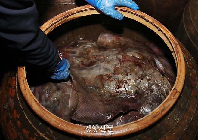 항아리에서 숙성중인 홍어. 서성일 선임기자