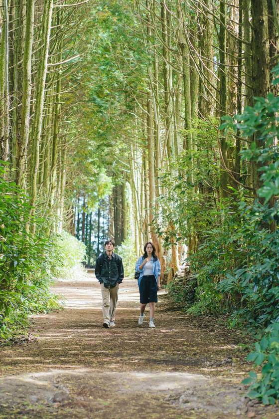 Cypress forest trail in the Secret Forest in Gujwa-eup, Jeju, gained popularity after appearing in a scene of ″Welcome to Samdal-ri″ on JTBC. [MI, SLL]