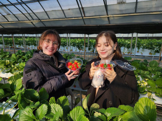 경기 양평군 개군면의 한 딸기농장에서 외국인 관광객들이 자신이 직접 수확한 딸기를 들어보이고 있다. 박성훈 기자