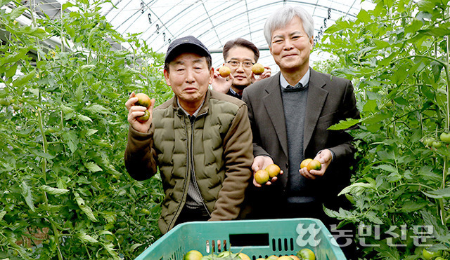 류태윤 부산 대저농협 조합장(오른쪽)이 김철규 대저토마토공선출하회장(왼쪽)과 함께 시설하우스에서 갓 수확한 토마토를 선보이고 있다.