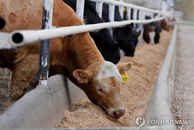 캐나다 축산 농가의 소 [로이터 연합뉴스 자료사진. 재판매 및 DB 금지]