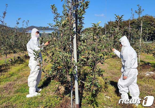 과수화상병 현장 예찰.(괴산군 제공)/뉴스1