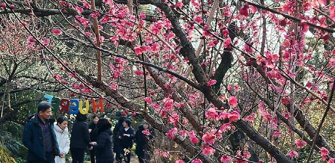 27일 오후 제주 서귀포시에 있는 사설 관광지인 휴애리자연생활공원을 찾은 관광객들이 붉은 매화꽃이 활짝 핀 탐방로에서 기념사진을 찍고 있다.(사진=연합뉴스)