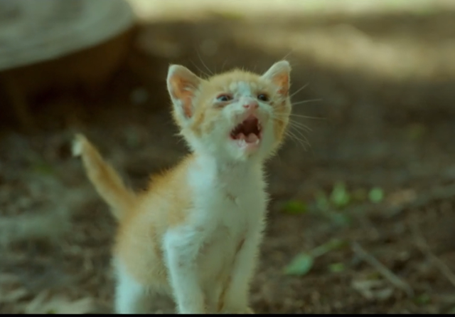 드라마 '내 남편과 결혼해줘'에 아파 보이는 새끼 고양이가 등장해 시청자들의 우려가 제기됐다. tvN 홈페이지 캡처