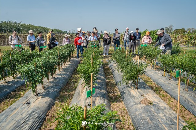 1월10~19일 태국에서 농촌진흥청과 세계채소센터가 공동으로 진행한 ‘채소 생산기술 훈련’ 모습. 농진청