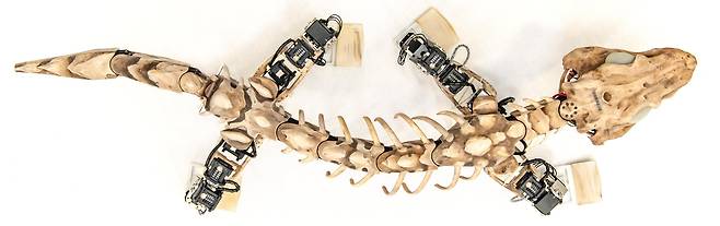 2억9000만년 전에 살았던 오로바테스의 화석을 토대로 만든 로봇인 오로봇. 이 로봇을 통해 오로바테스가 오늘날 파충류처럼 걸었다는 사실을 밝혔다./네이처