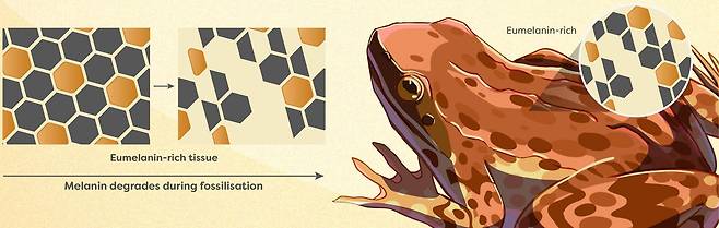 아일랜드, 일본, 중국, 스웨덴 국제 공동 연구진이 멜라닌 색소의 화석화 과정을 분석해 1000만년 전 개구리의 색을 재현하는 데 성공했다. 특히 노란색을 내는 페오멜라닌의 분자적 증거가 화석에서 처음 발견됐다./사이언스그래픽