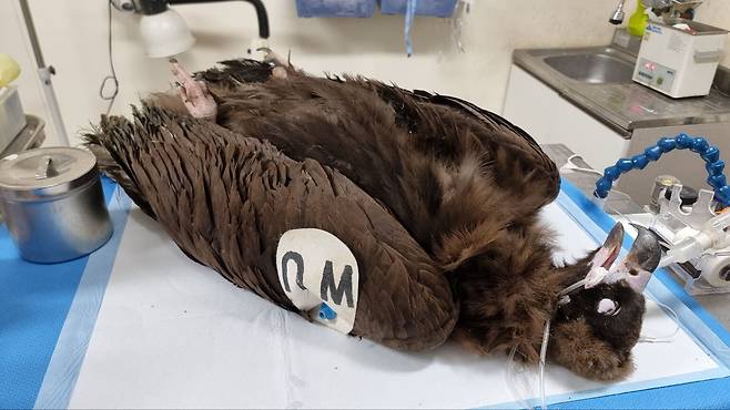 미국 덴버동물원의 인식표가 부착된 독수리가 전남 광양에서 다친 채 발견돼 동물센터에 의해 구조됐다. /전남야생동물구조관리센터 제공