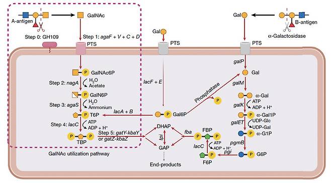 집단에 따라 다르지만 대체로 인구의 절반 이상이 적혈구 표면의 탄수화물을 장 점막으로 분비한다. 이를 에너지원으로 이용할 수 있는 효소 유전자 세트를 지닌 미생물은 생존 경쟁에서 유리하다. 왼쪽 빨간 점선 안은 A형 탄수화물(A-antigen)에만 들어 있는 아세틸갈락토사민(GalNAc)을 대사하는 경로를 보여주는 도식이다. 네이처 제공