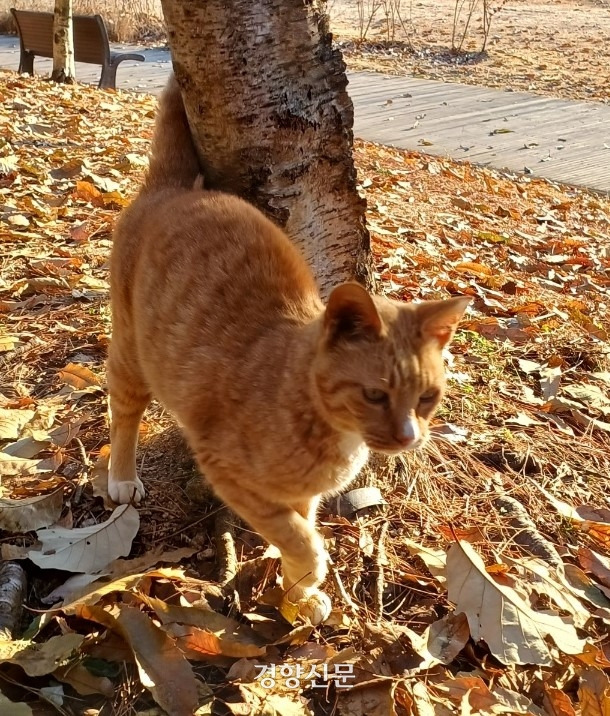 나무에 몸을 비비며 건강하게 뛰어 다니던 고양이 금비는 급성 신부전으로 사망했고, 몸에서 부동액 성분이 검출됐다. 금비 사체 앞에서 발견된 누군가 뿌려놓은 사료에서도 같은 성분이 나왔다. 강승희씨 제공