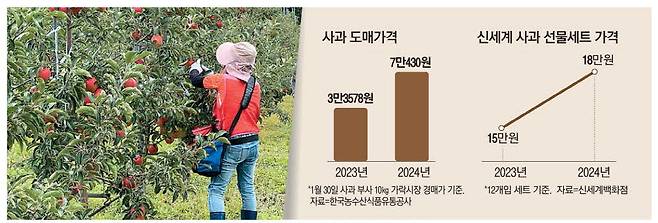 지난해 여름 강원 양구군에 위치한 나린사과농원에서 한 직원이 사과나무를 관리하고 있다.  신세계백화점