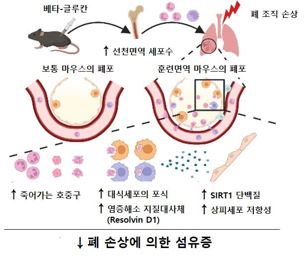 베타-글루칸에 의한 훈련면역이 마우스의 폐 섬유화를 완화시키는 기전ⓒ한국연구재단 제공