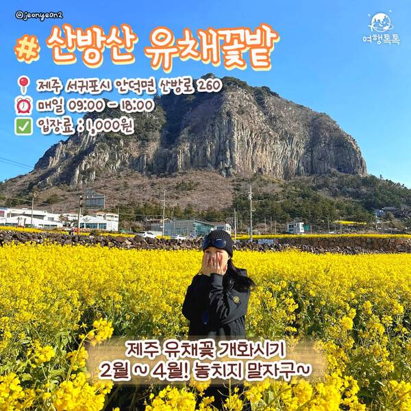 ⓒ여행톡톡 / 제주 산방산 유채꽃밭