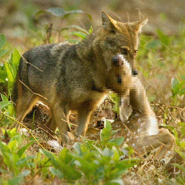 인도의 한 자연보호구역에서 황금재칼이 새끼사슴을 막 사냥했다./KumbleD Favebook