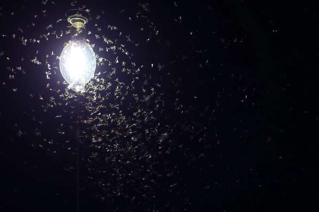 곤충들이 인공조명 주변에서 나는 이유가 불빛을 향해 돌진하는 게 아니라 감각 혼란으로 불빛에 갇히기 때문이라는 연구 결과가 나왔다./조선일보DB