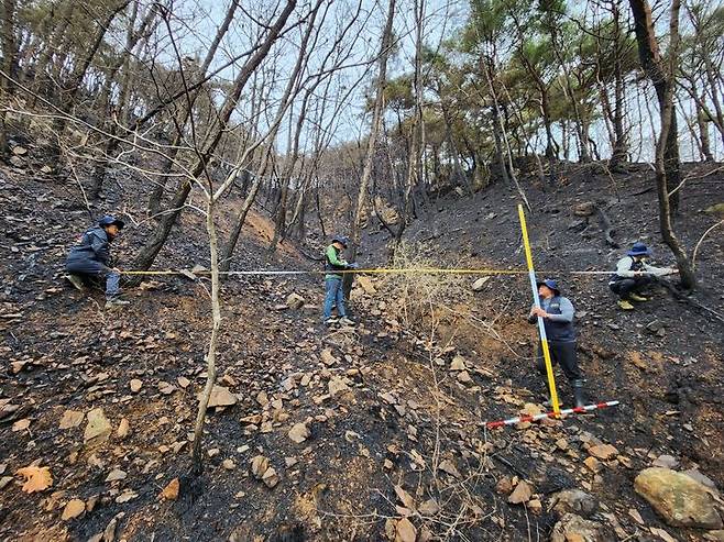 [대전=뉴시스] 한국치산기술협회 관계자들이 산불피해지 복구조사를 하고 있다.(사진=산림청 제공) *재판매 및 DB 금지