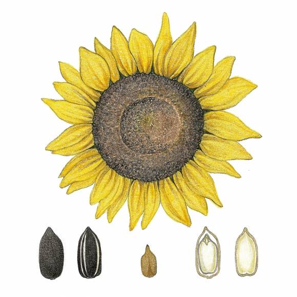 해바라기의 씨앗에서 추출된 기름인 해바라기유는 향이 강하지 않으며 발연점이 높아 요리에 주로 쓰인다.