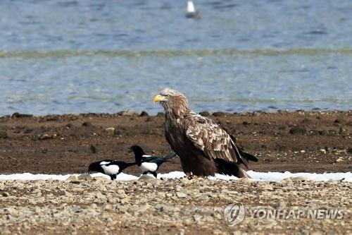 2022년 포항 찾은 흰꼬리수리 [연합뉴스 자료사진]