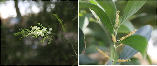 왼쪽부터 리니폴리아 아카시아 (Acacia linifolia (Vent.) Willd), 푸비폴리아 아카시아(Acacia pubifolia Pedley) (사진=국립세종수목원 제공)