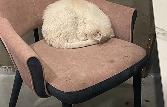 웅크린 고양이. 바닥에는 배설물이 방치돼 있다. 〈사진=동물자유연대〉
