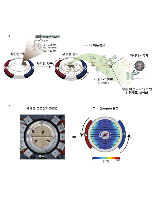 IBS 나노의학 연구단은 자기장으로 파킨슨병을 치료할 수 있는 '나노-자기유전학 기반 DBS(뇌심부자극술)'을 개발했다.



IBS 제공