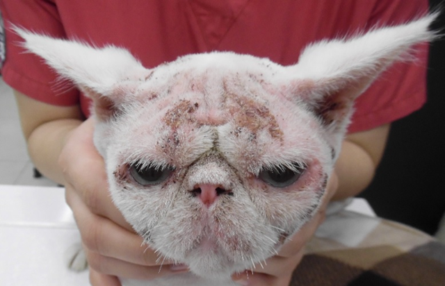 심한 아토피로 탈모를 보이는 고양이. 24시간 고양이 육아대백과