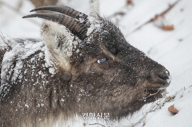 폭설이 내린 1일 강원도 인제군 설악산 미시령 인근에서 먹이를 구하기 위해 저지대로 내려온 야생 산양이 눈을 맞으면서 나뭇잎을 뜯어 먹고 있다. 무인카메라 사진이 아닌 야생 산양의 생생한 모습이 언론을 통해 공개되는 것은 이번이 처음이다. 인제 | 성동훈 기자