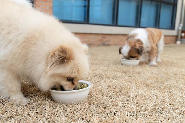 반려견 두마리가 잔디밭에서 사료를 먹고 있다. 농촌진흥청