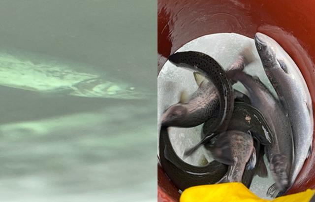 낚시터 아래 죽어있는 산천어(왼쪽)와 좁은 얼음 구멍으로 쏟아부어지는 산천어의 모습. 동물을 위한 행동 제공