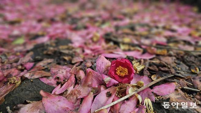 꽃잎이 한 장 한 장 떨어지는 애기동백. 서귀포=김선미 기자