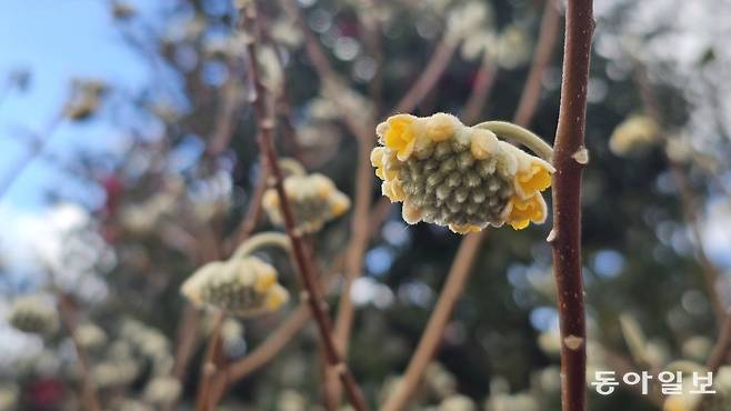 가시림에 조성된 황금 메타세쿼이아 길(위)과 삼지닥나무. 서귀포=김선미 기자