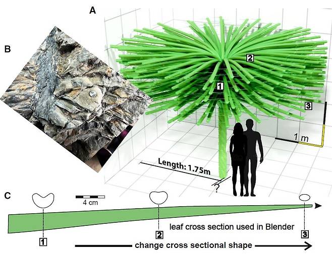 3억5천만년 전 나무 샌퍼디아 덴시폴리아 복원도 [Current Biology/Gastaldo et al. 제공. 재판매 및 DB 금지]