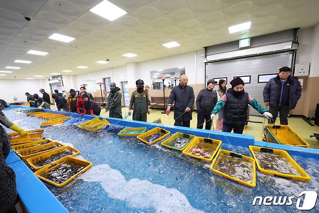 4일 오전 전남 고흥수협 녹동 위판장에는 새벽에 잡은 수산물들을 위판하기위해 어민들이 순서를 기다리고 있다. 많이 잡은 어민들은 두손으로 잡기에도 부족하다. 2024.2.4/뉴스1 ⓒ News1 김태성 기자