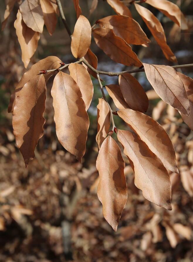 ‘낙엽 발생 지연’ 현상이 발생한 감태나무. 국립수목원 제공