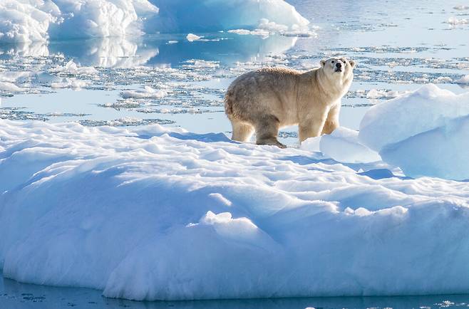 그린란드에서 북극곰이 빙하 위를 걸어가고 있다. NASA OCEANS MELTING GREENLAND(OMG) 갈무리